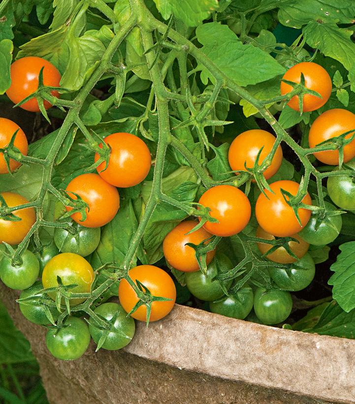 TOMATO `SUNGOLD` (CHERRY)