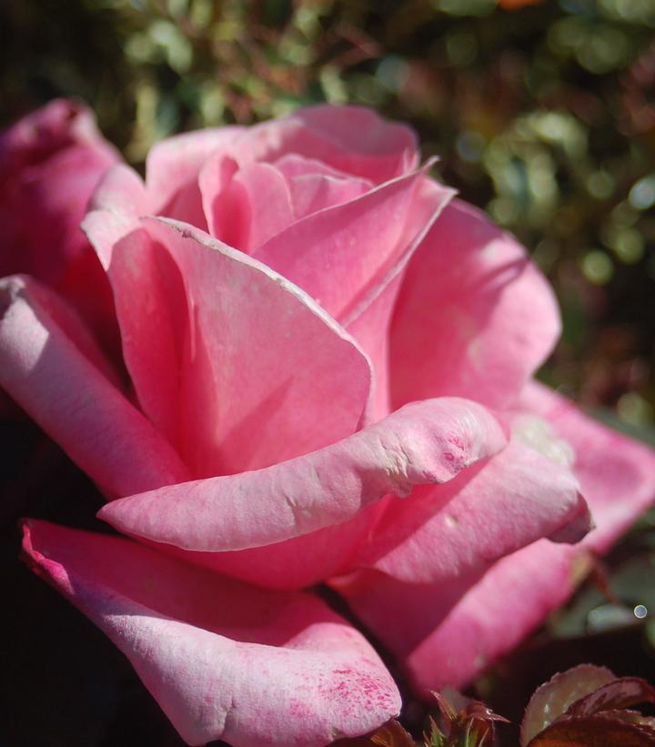ROSA `FIRST PRIZE`