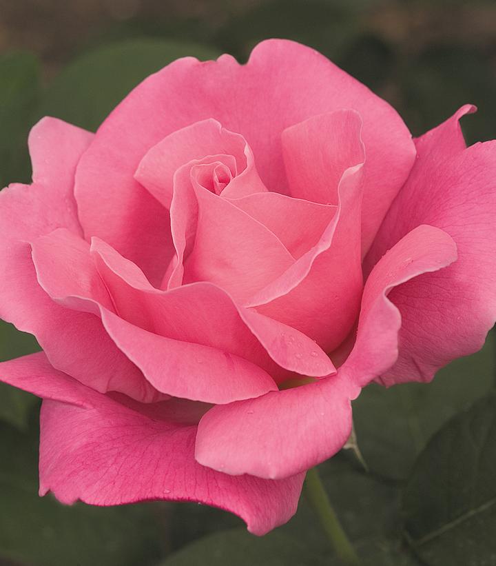 ROSA `PERFUME DELIGHT`