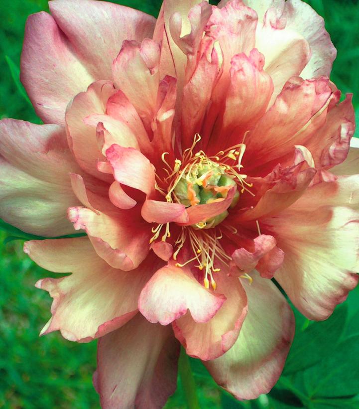 PAEONIA ITOH `JULIA ROSE`