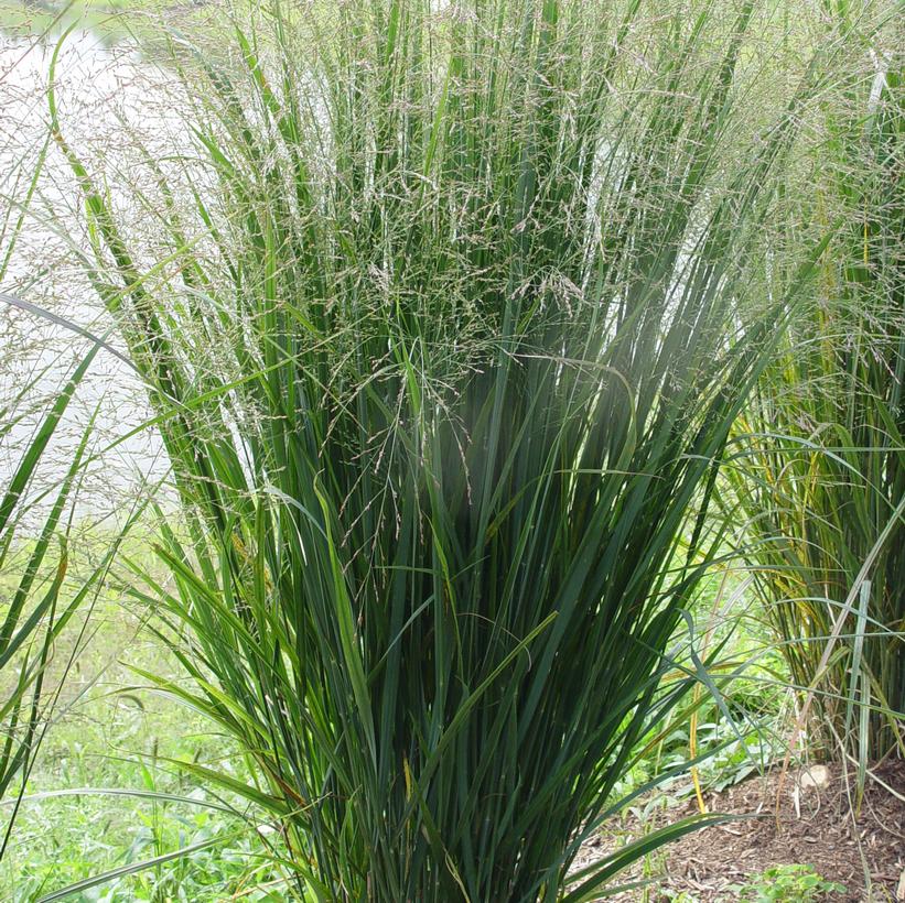 PANICUM VIRGATUM `NORTHWIND`