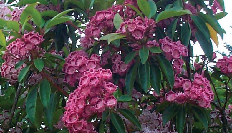 KALMIA LATIFOLIA `RED BANDIT`