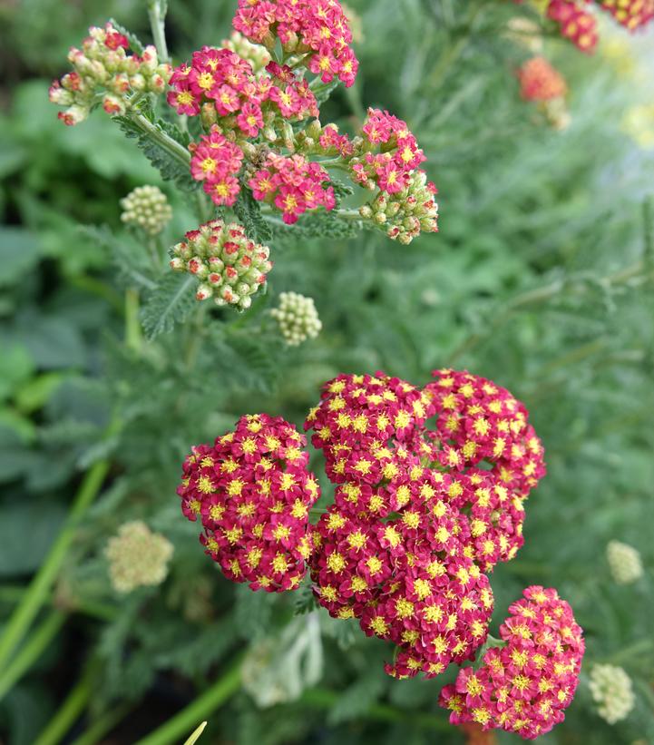 ACHILLEA `STRAWBERRY SEDUCTION`
