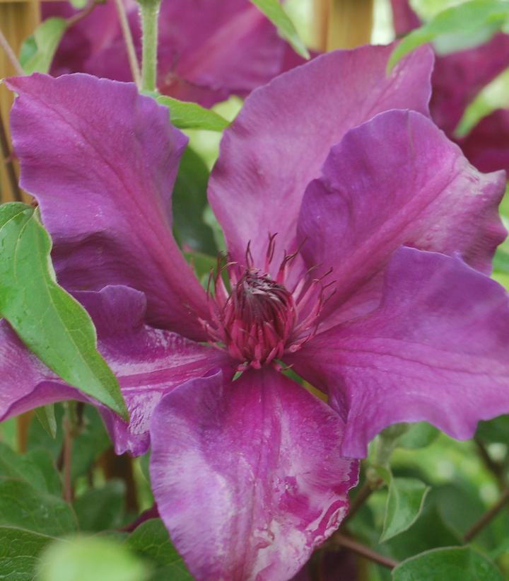 CLEMATIS `FLEURI`