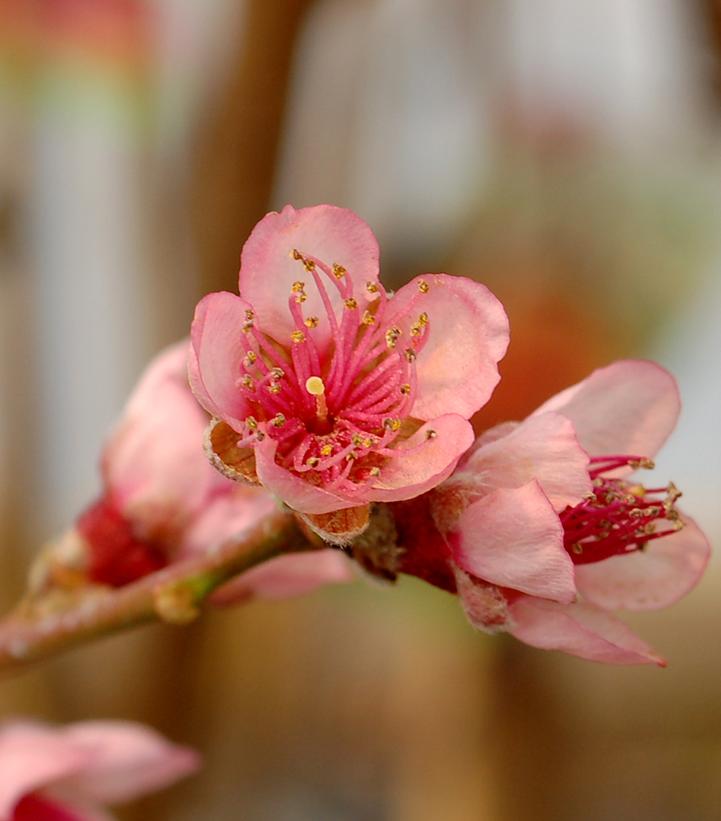 PRUNUS X `RELIANCE` PEACH