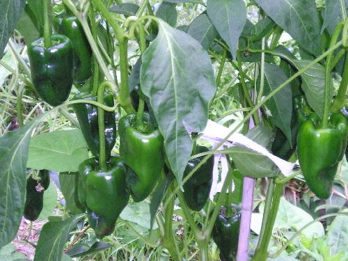 PEPPER `ANCHO POBLANO` (MILD HEAT)