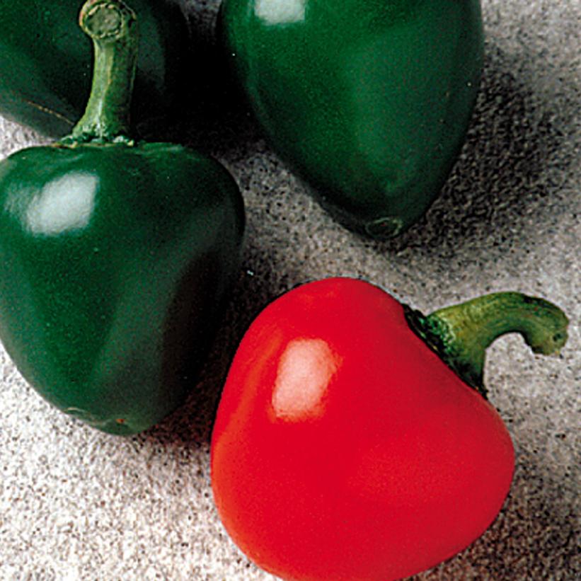 PEPPER `CHERRY BOMB` (HOT)