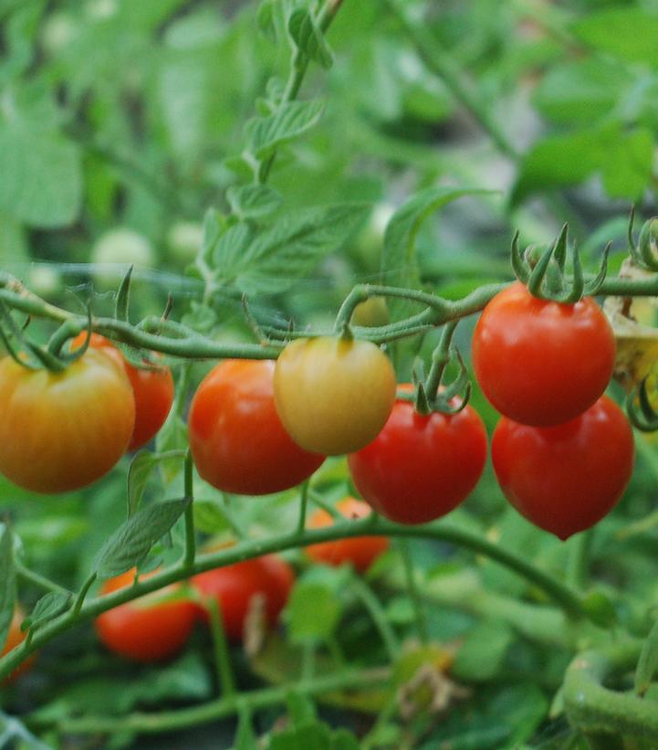 TOMATO `TOMATOBERRY` (CHERRY)