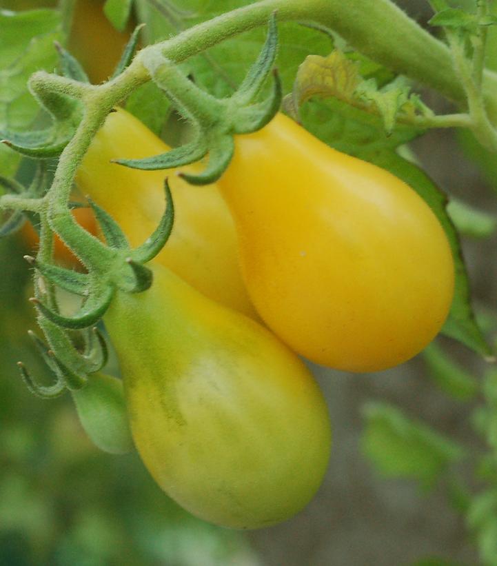 TOMATO `YELLOW PEAR` (PASTE)