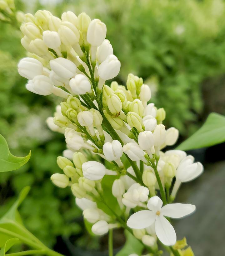 SYRINGA X HYACINTH. `ANGEL WHITE`