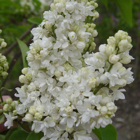 SYRINGA VULGARIS `KRASAVITSA MOSKOY`