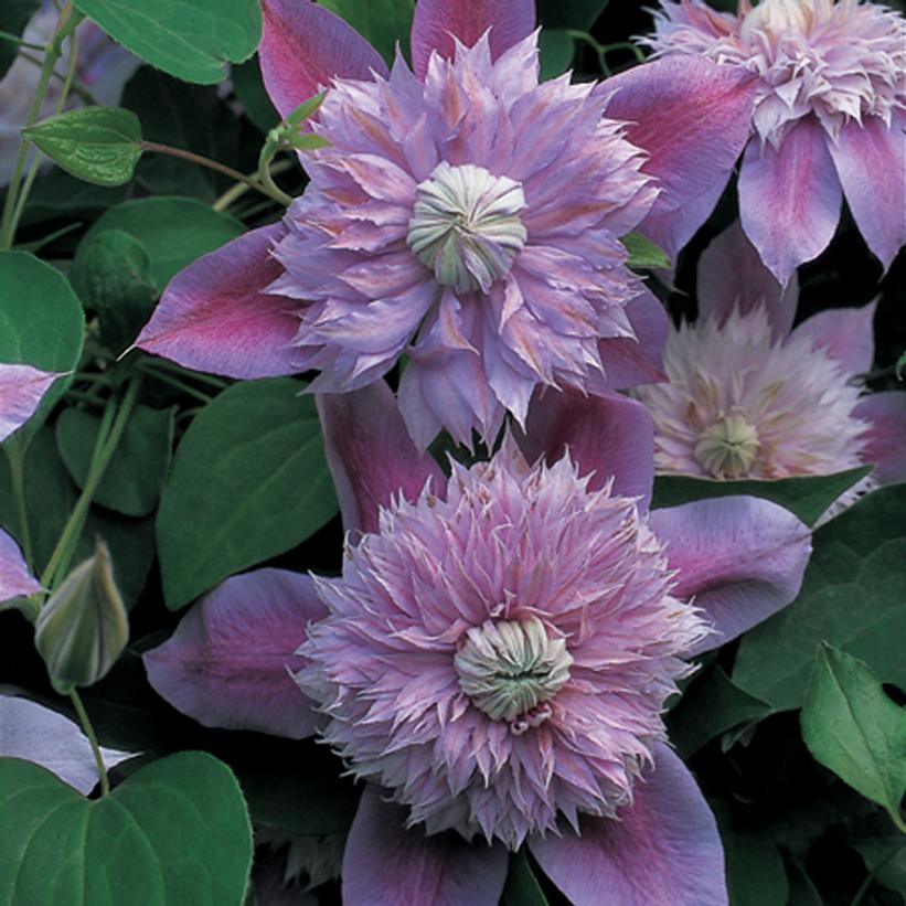 CLEMATIS `JOSEPHINE`