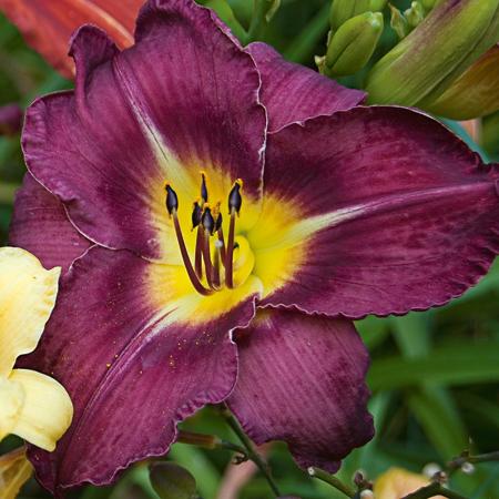HEMEROCALLIS `BELA LUGOSI`