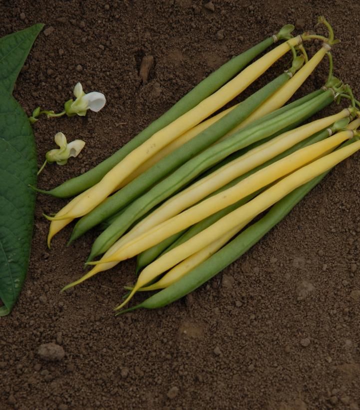 BEAN `GOLD AND GREEN MIX`