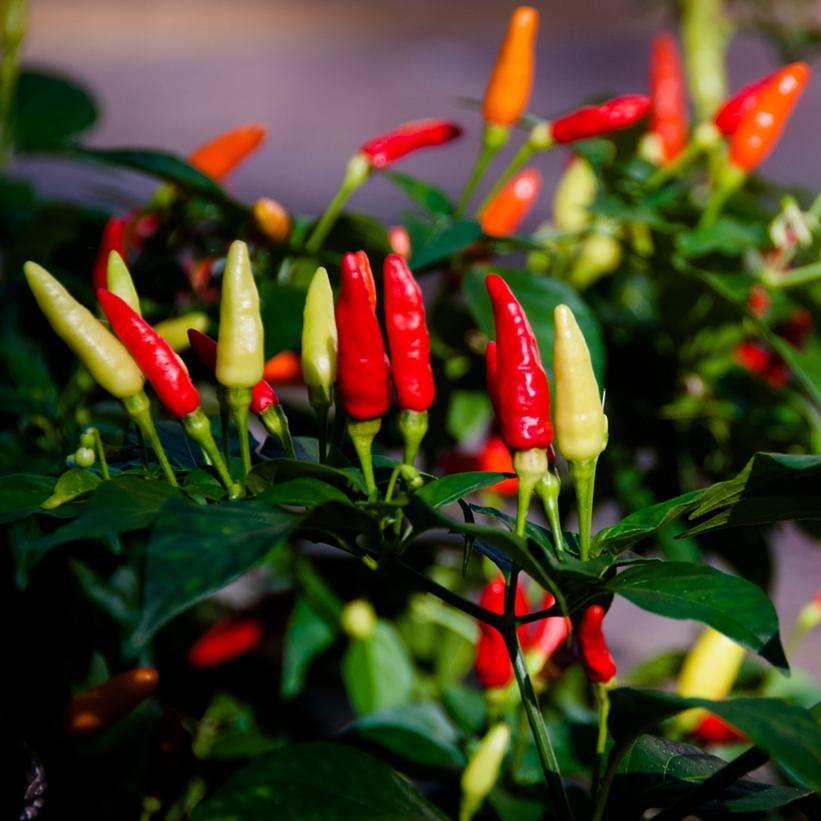 PEPPER `TABASCO` (HOT)