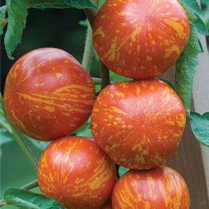 TOMATO `RED ZEBRA` (PASTE)