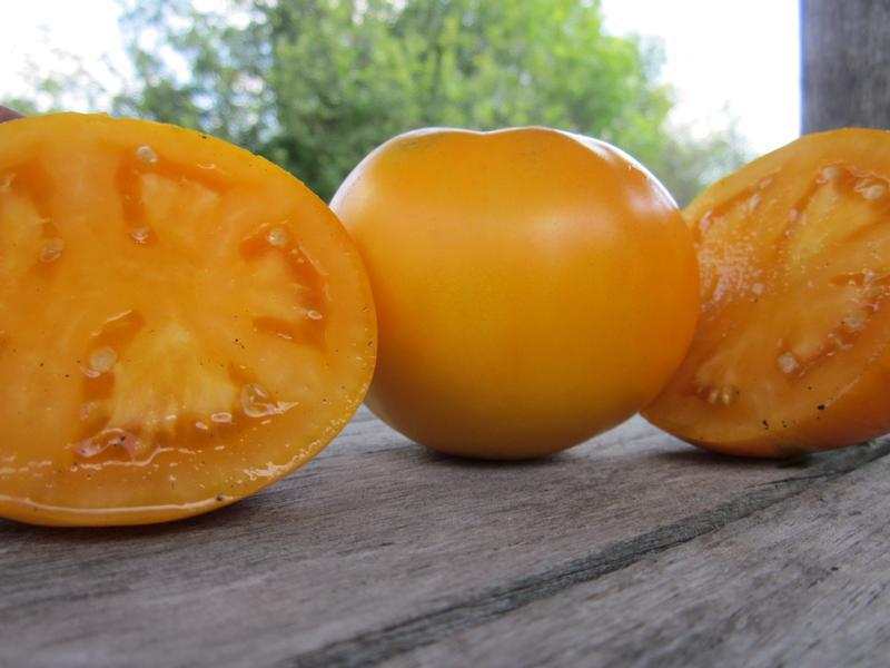 TOMATO `MOONGLOW` (SLICER)