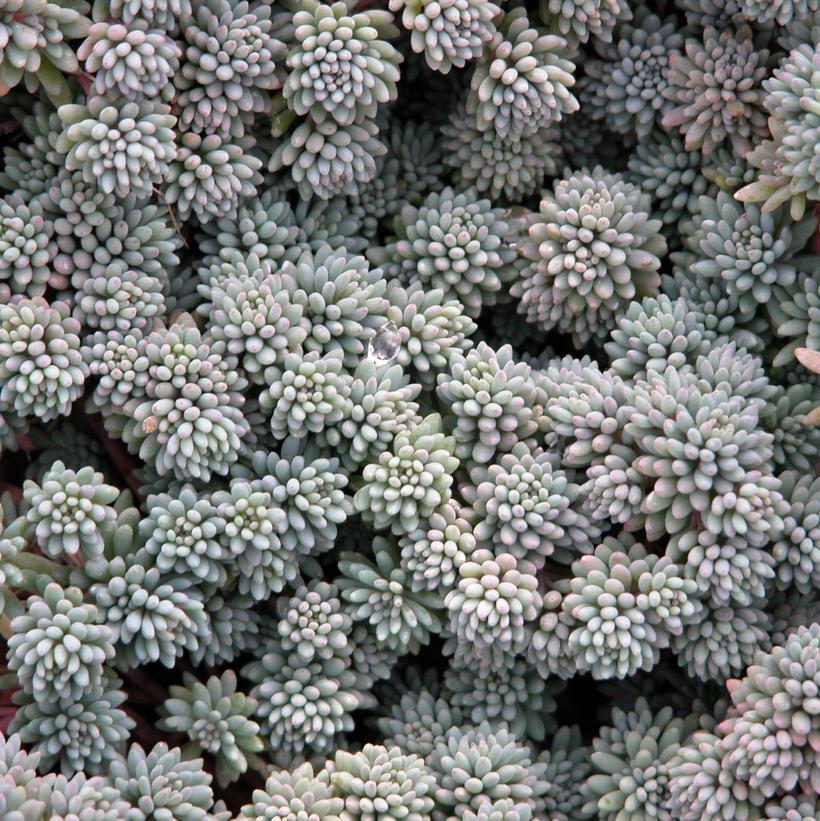 SEDUM HISPANICUM - 3`` POT