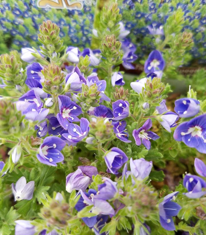 VERONICA `TIDAL POOL` - 3`` POT