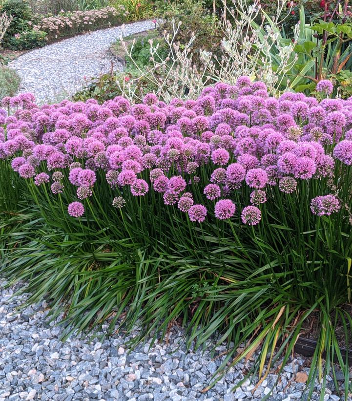 ALLIUM `COBALT MILLENIUM`