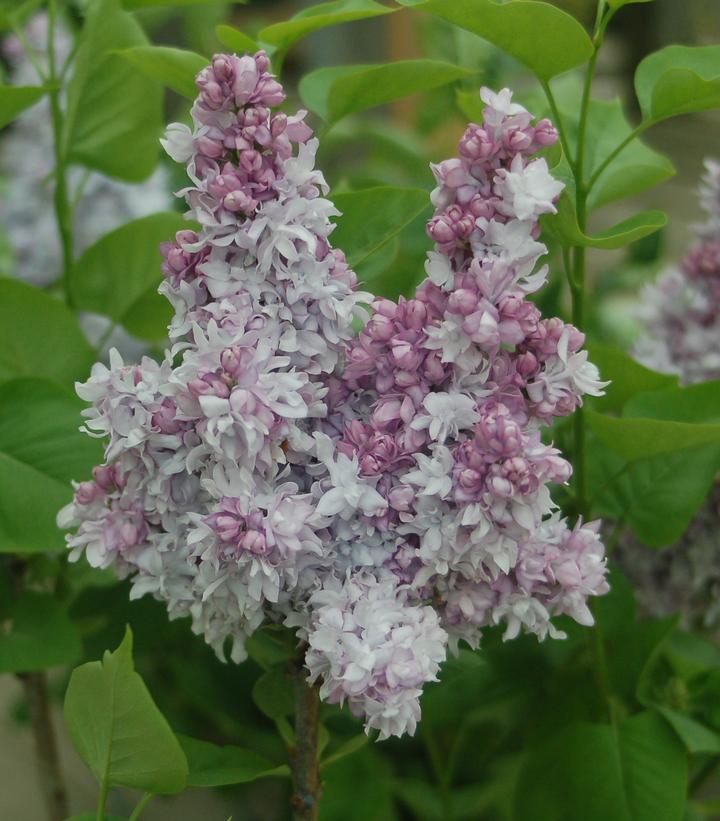 SYRINGA `EQUINOX VALLEY`