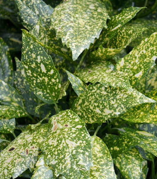 AUCUBA JAPONICA 'VARIEGATA' - GOLD DUST