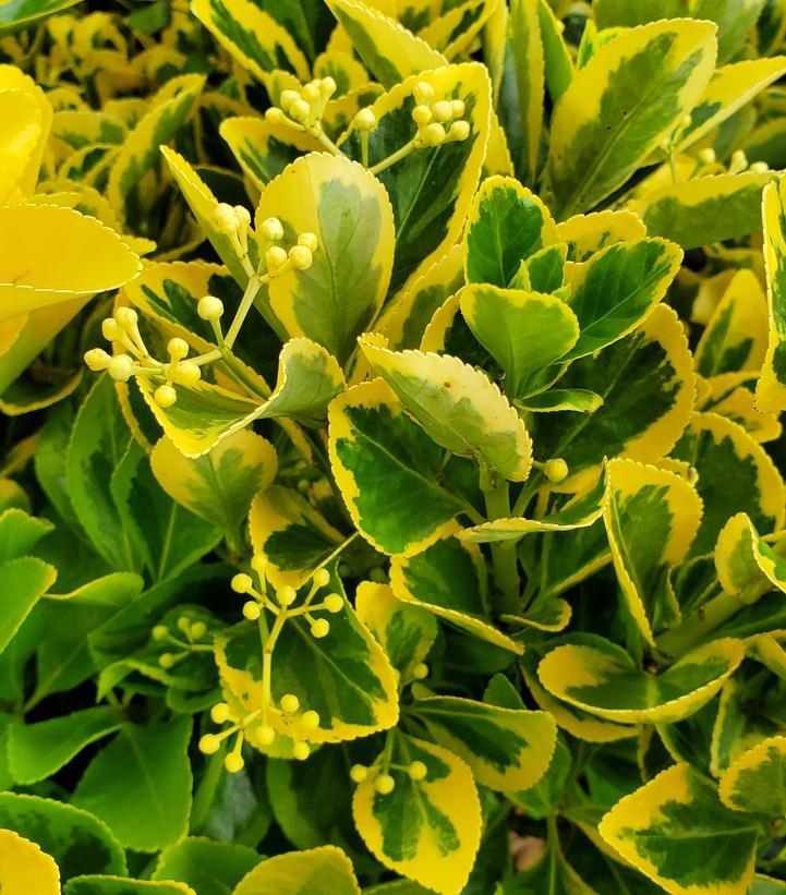 EUONYMUS JAPONICUS `AUREO-MARGINATA`
