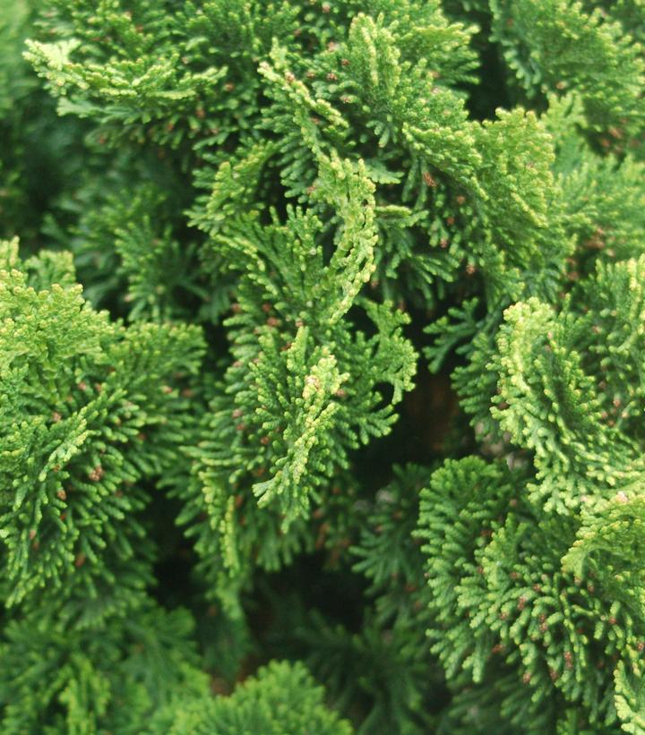 CHAMAECYPARIS OBTUSA `NANA`