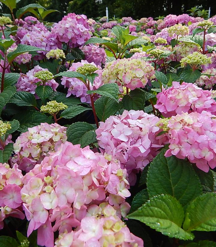 Hydrangea mac. Bloom Struck-Bigleaf hydrangea