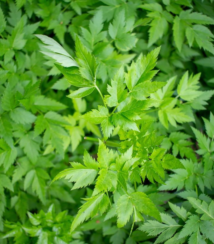 XANTHORHIZA SIMPLICISSIMA