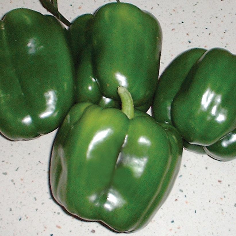 PEPPER `REVOLUTION` (SWEET BELL)