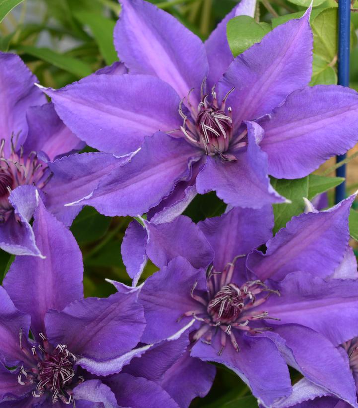 CLEMATIS `EDDA`