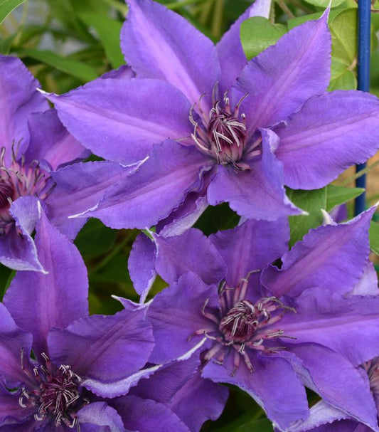 CLEMATIS `EDDA`