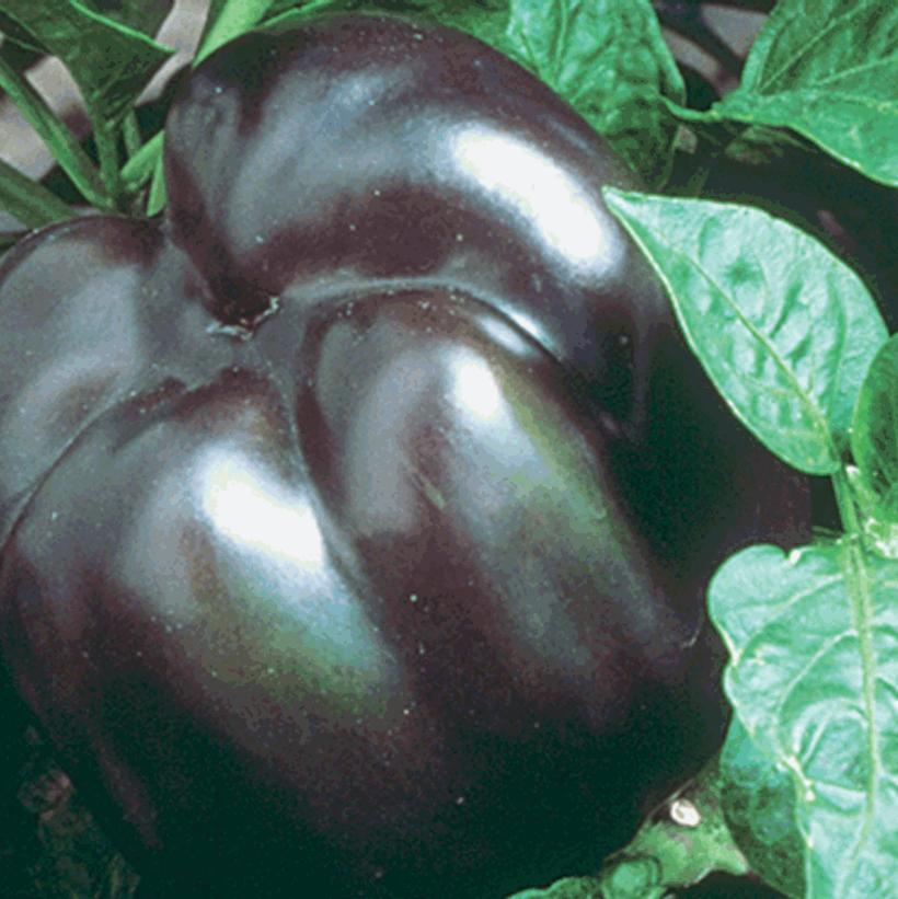 PEPPER `PURPLE BEAUTY` (SWEET PURPLE BELL)