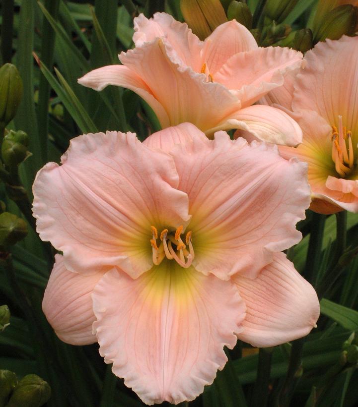 HEMEROCALLIS `BARBARA MITCHELL` - PINK