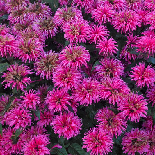 MONARDA SB `BUBBLEGUM BLAST`
