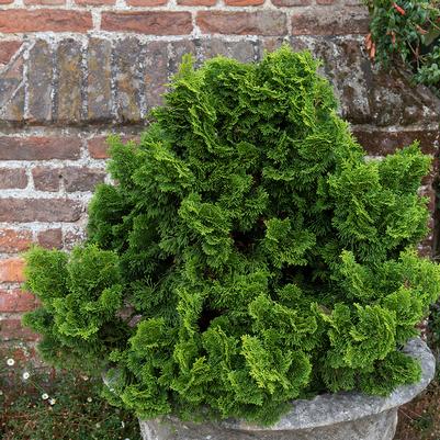 CHAMAECYPARIS OBTUSA `NANA GRACILIS`