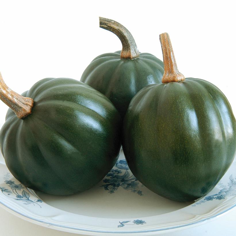 SQUASH ACORN `HONEY BEAR`