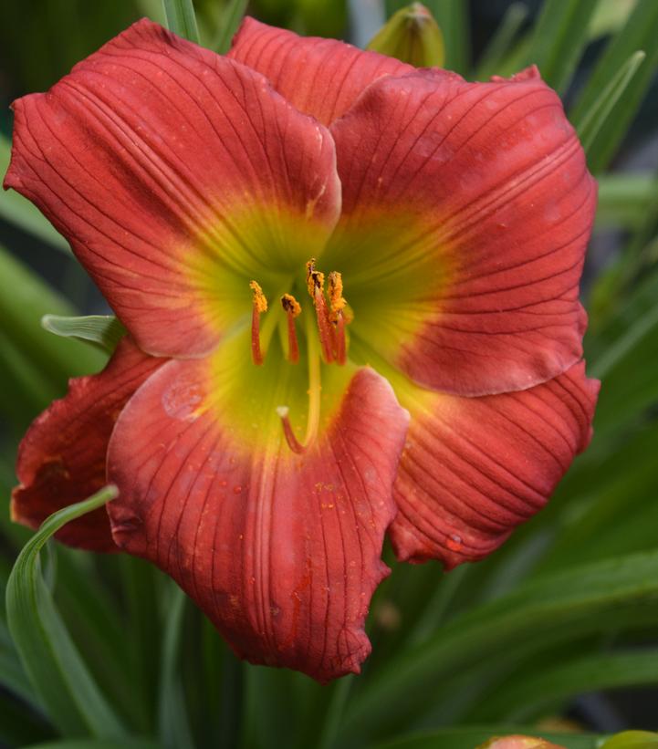 HEMEROCALLIS `RED HOT RETURNS`