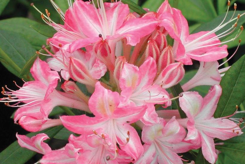 AZALEA VISCOSUM `RIBBON CANDY`