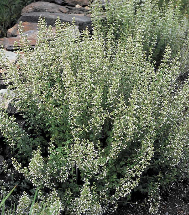 CALAMINTHA NEPETA SSP. NEPETA