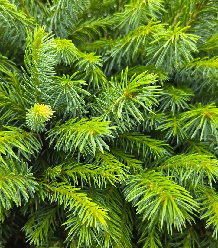 PICEA OMORIKA `NANA` - STD