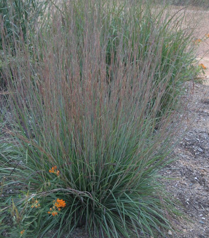 SCHIZACHYRIUM SCOPARIUM `BLUE HEAVEN`