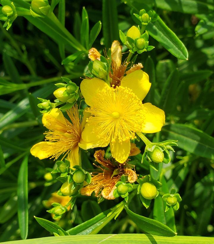 HYPERICUM KALM V ERECTUM `GEMO`