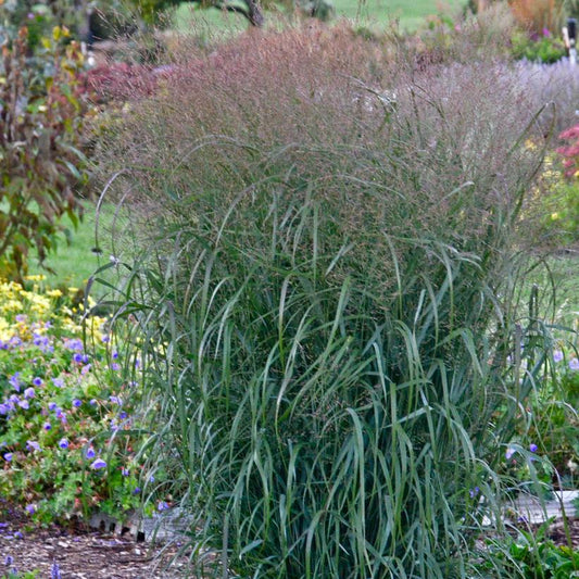 PANICUM PRAIRIE WINDS `APACHE ROSE`