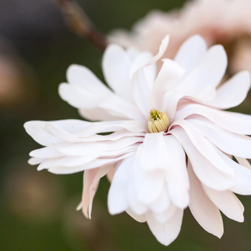 MAGNOLIA STELLATA `CENTENNIAL BLUSH`