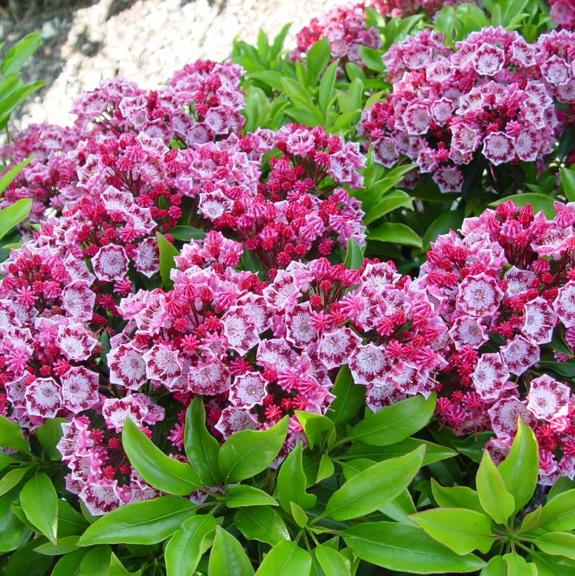 KALMIA LATIFOLIA `YANKEE DOODLE`