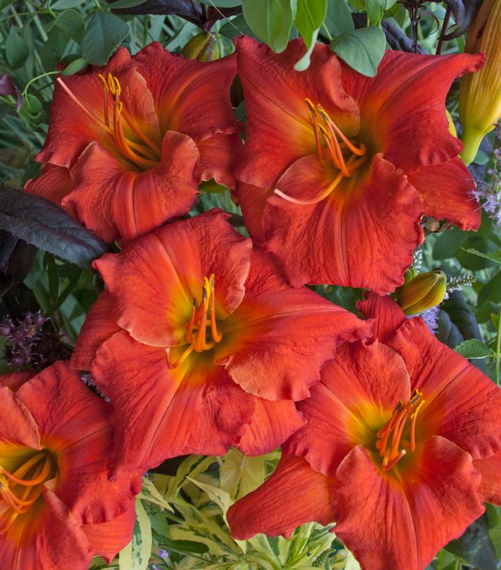 HEMEROCALLIS `DESERT FLAME`
