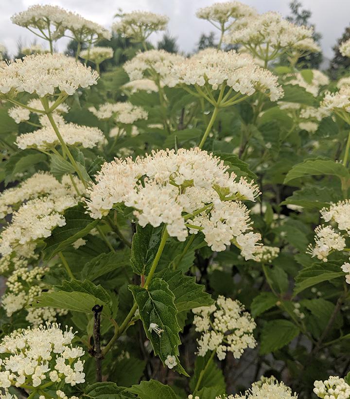 VIBURNUM DENTATUM `AUTUMN JAZZ`