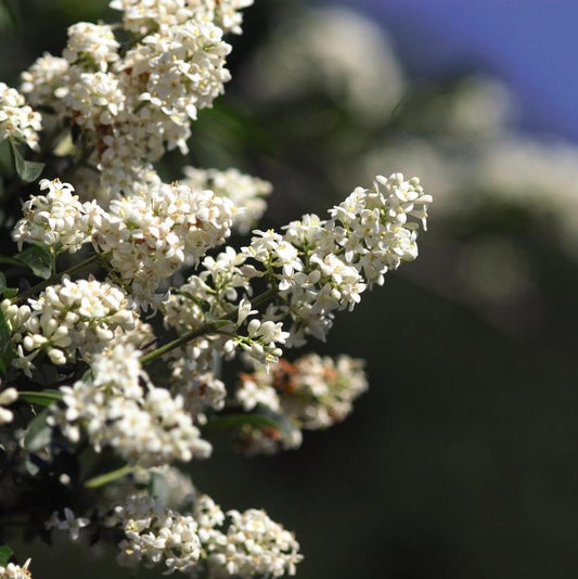 LIGUSTRUM VULGARE `CHEYENNE`